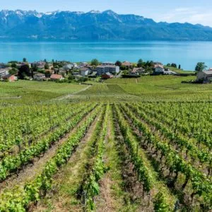 Le marché vaudois se stabilise